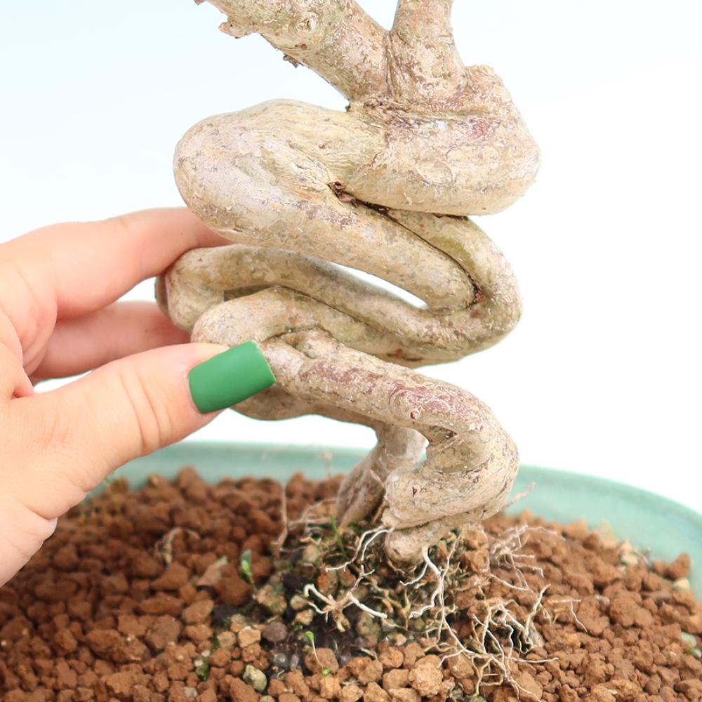 Bonsai da interno - Lagerstroemia indica - lillà indiano