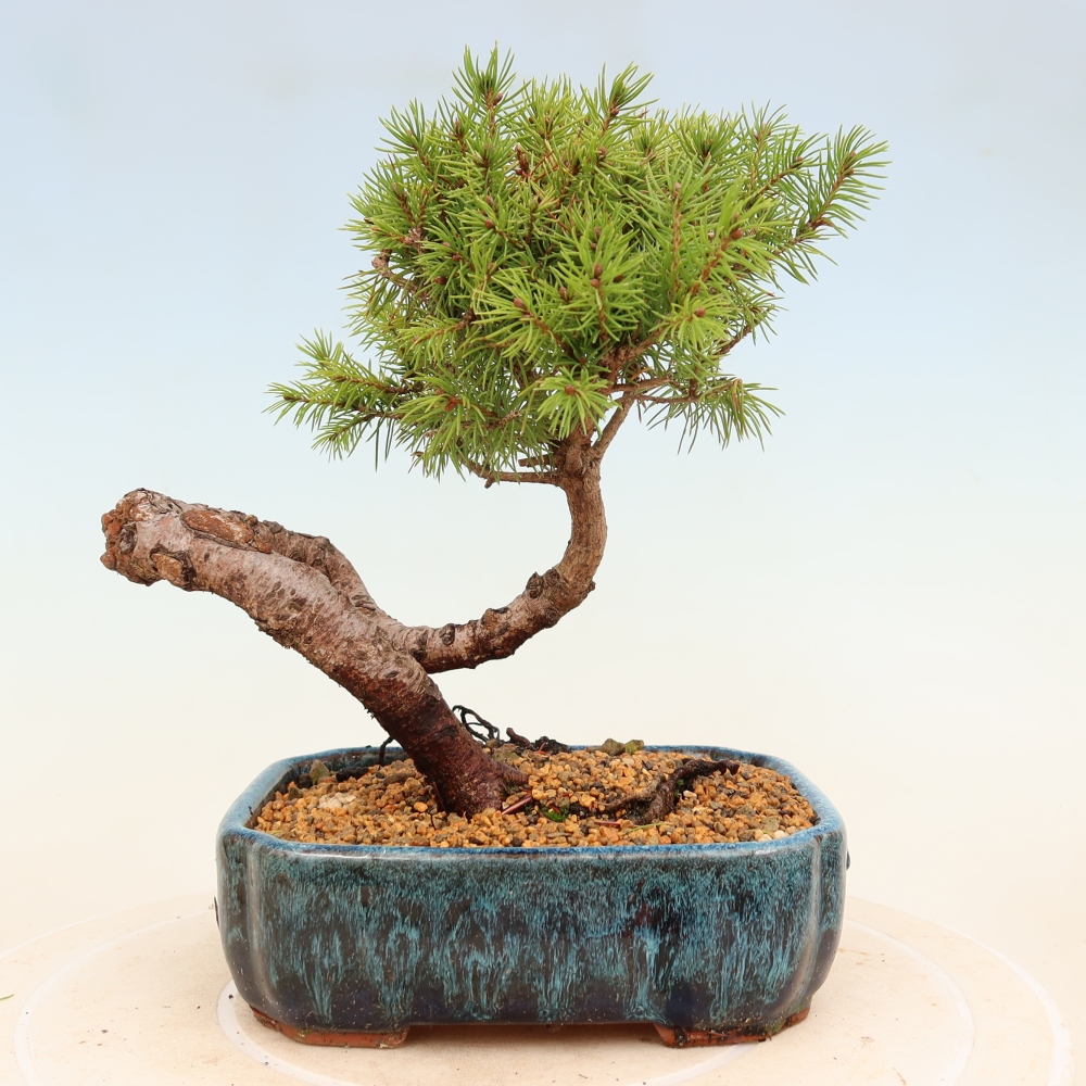 Bonsai da esterno - Abete rosso - Picea glauca globo
