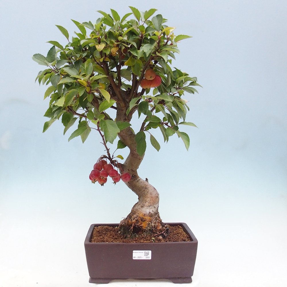 Bonsai da esterno -Malus halliana - Melo a frutto piccolo