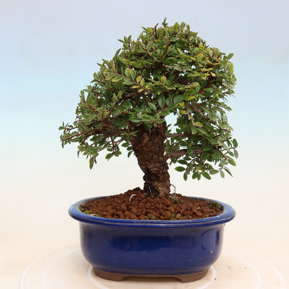 Bonsai da esterno - Zelkova - Zelkova NIRE