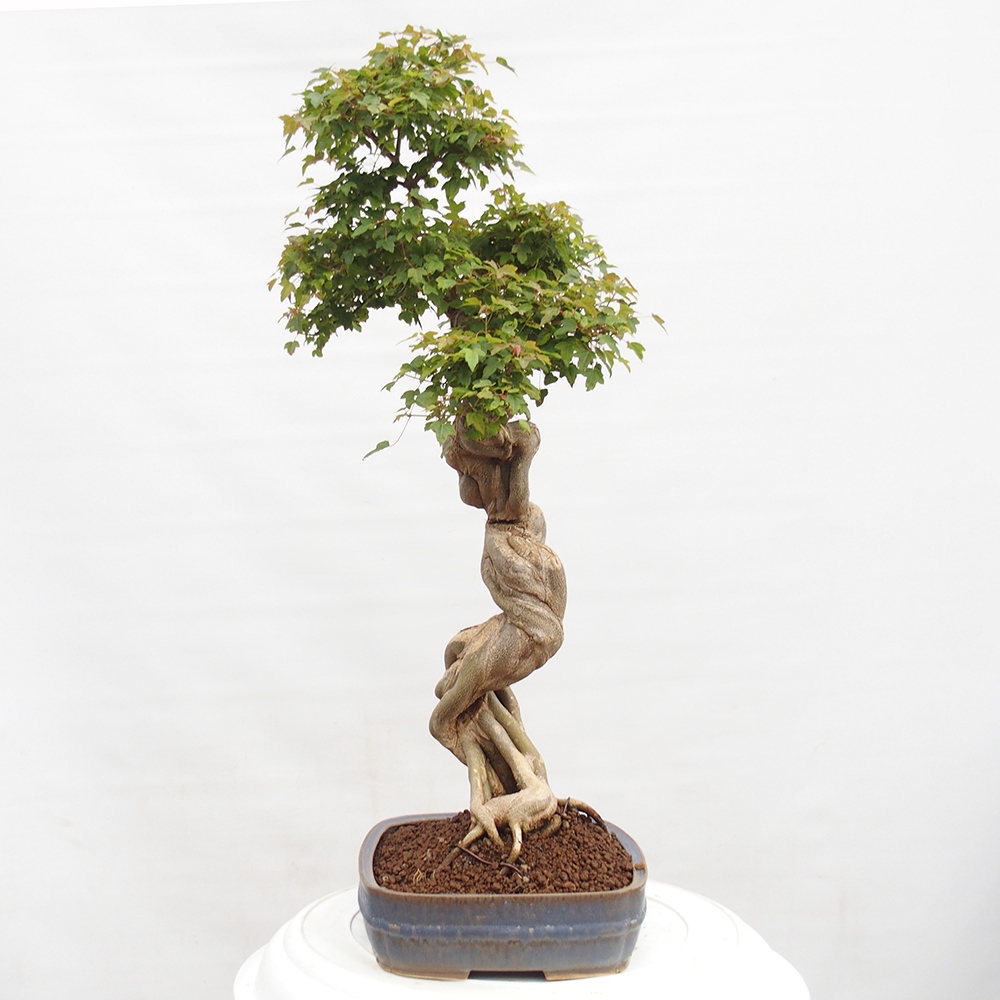 Bonsai da esterno - Acer Buergerianum - Acero di Burger