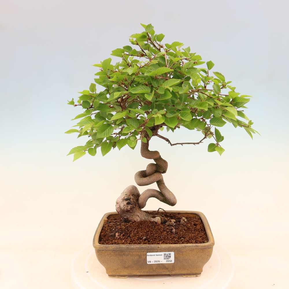 Bonsai da esterno -Carpinus Coreana - Carpino coreano