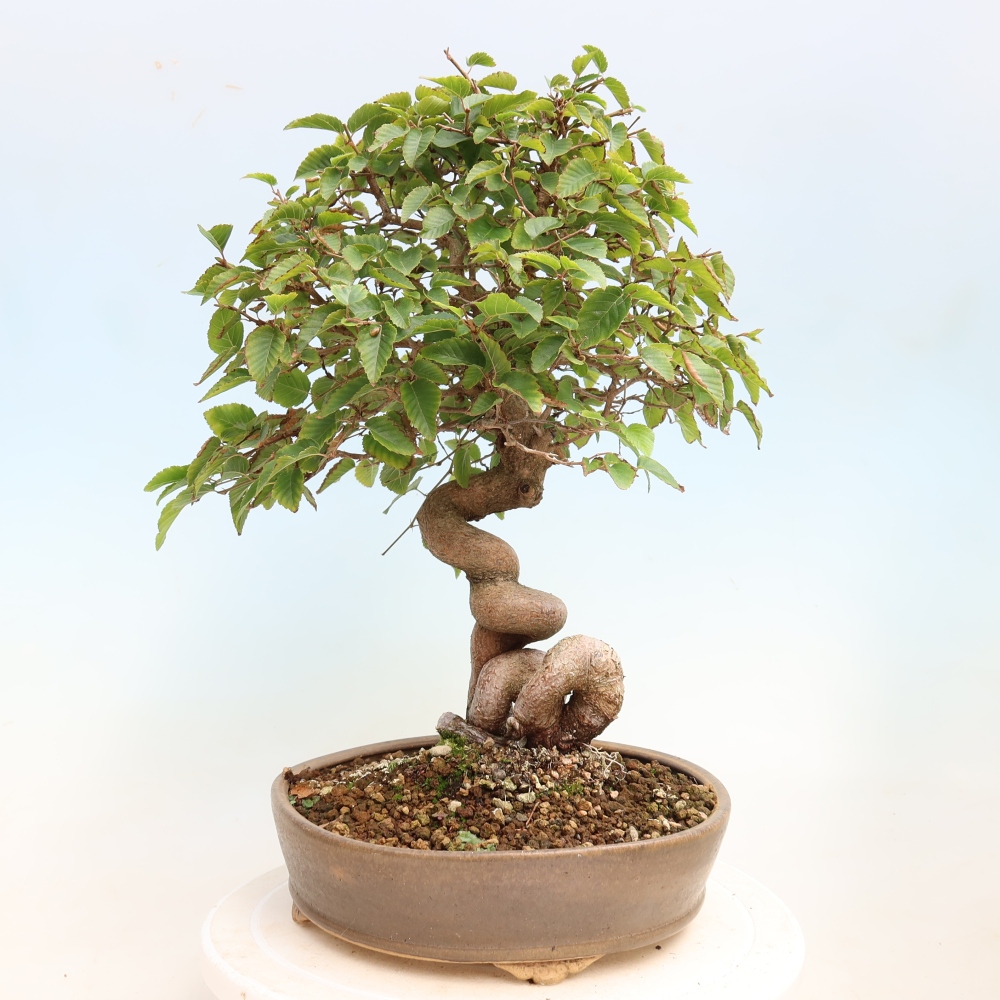 Bonsai da esterno -Carpinus CARPINOIDES - Carpino coreano