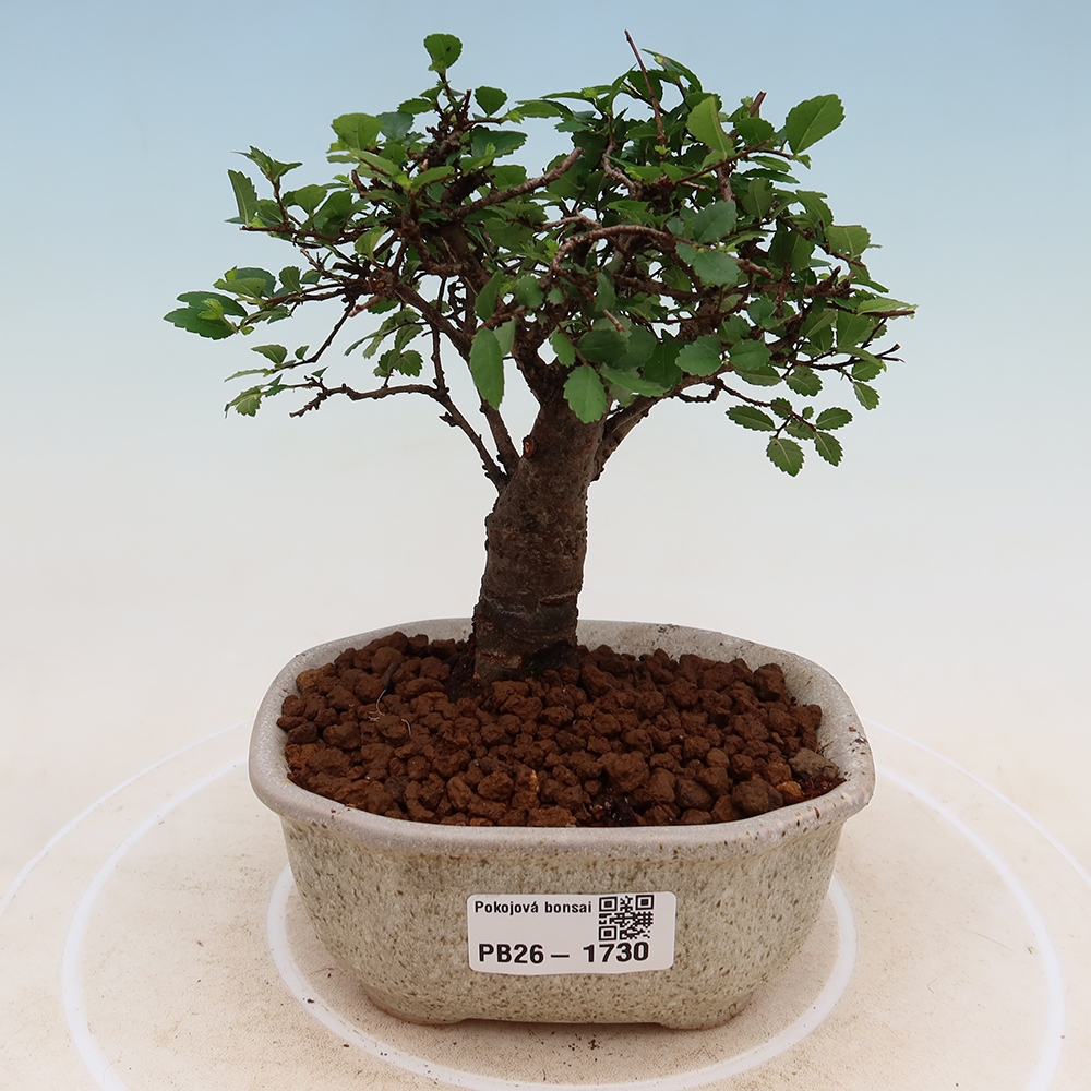 Camera bonsai - Ulmus parvifolia - Olmo a foglie piccole