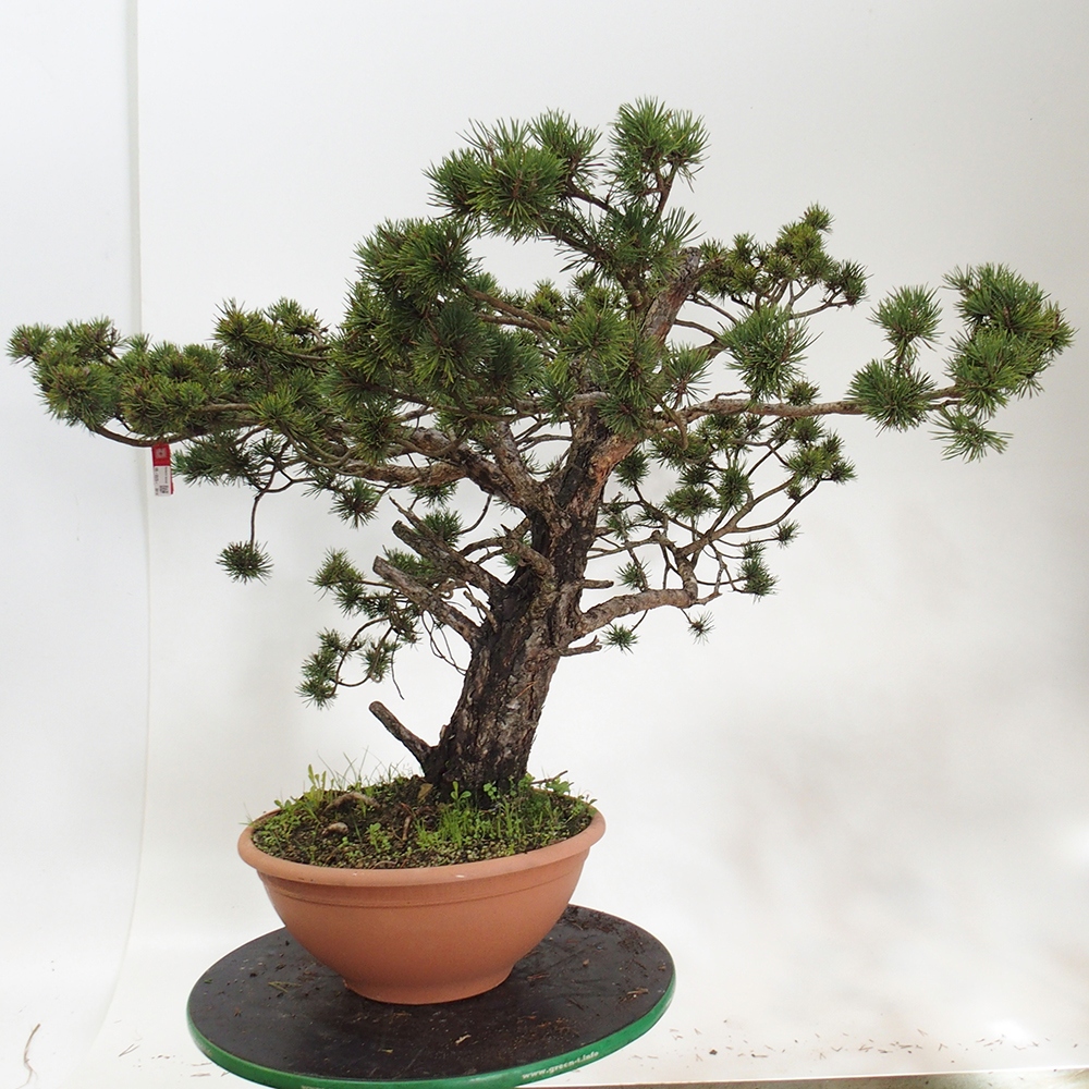 Yamadori - Pinus sylvestris Spagna