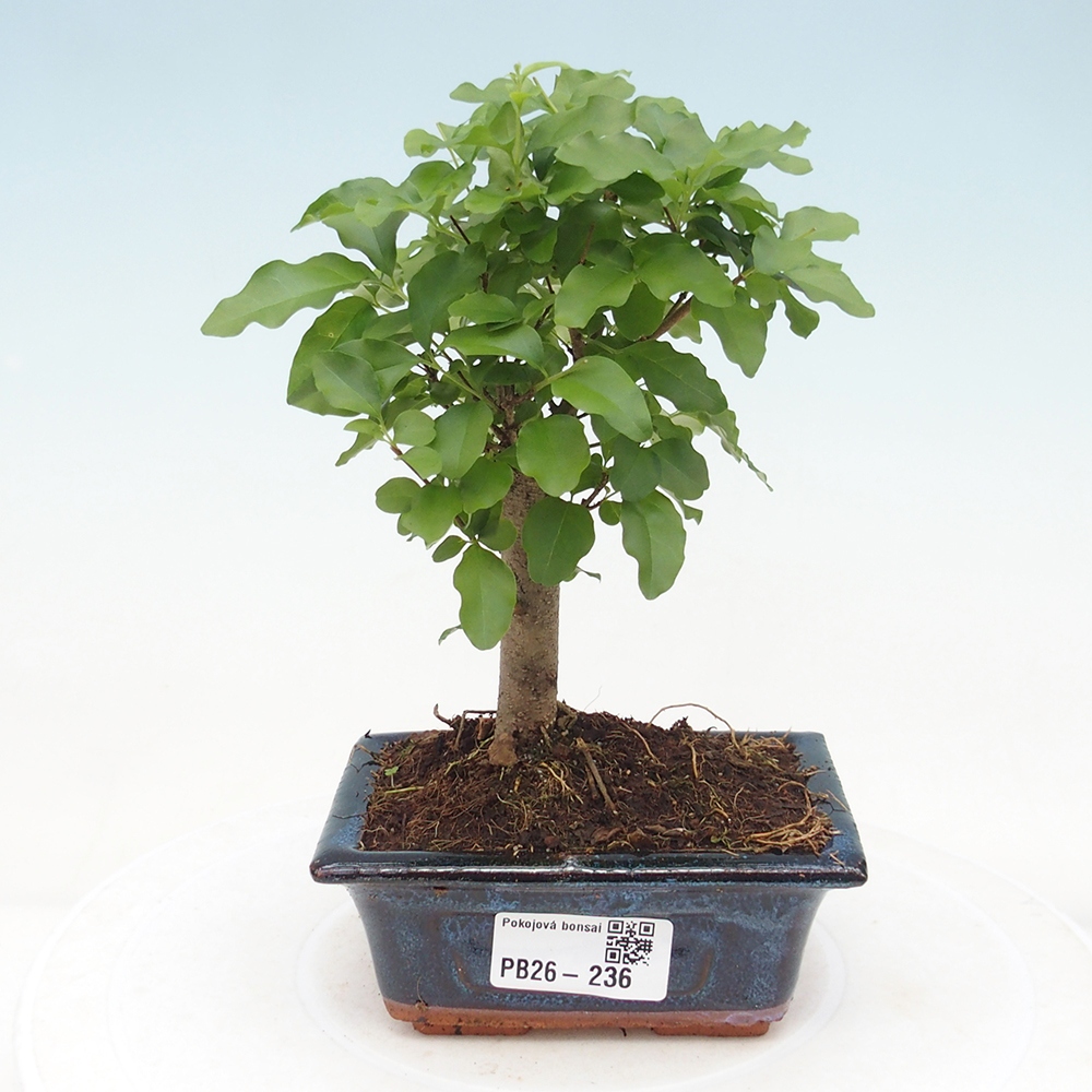 Camera bonsai -Ligustrum chinensis - Becco d'uccello