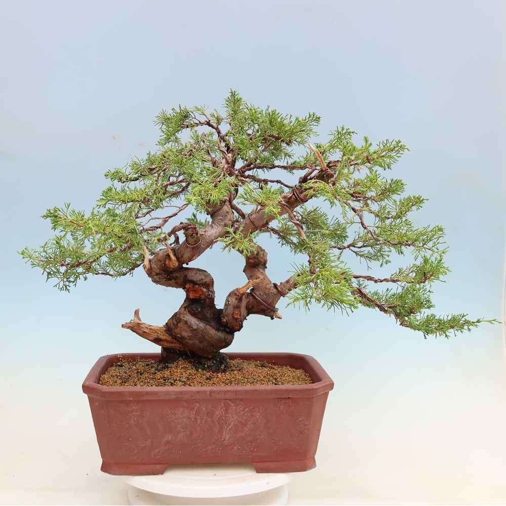 Bonsai da esterno - Juniperus chinensis Itoigawa-Juniperus chinensis