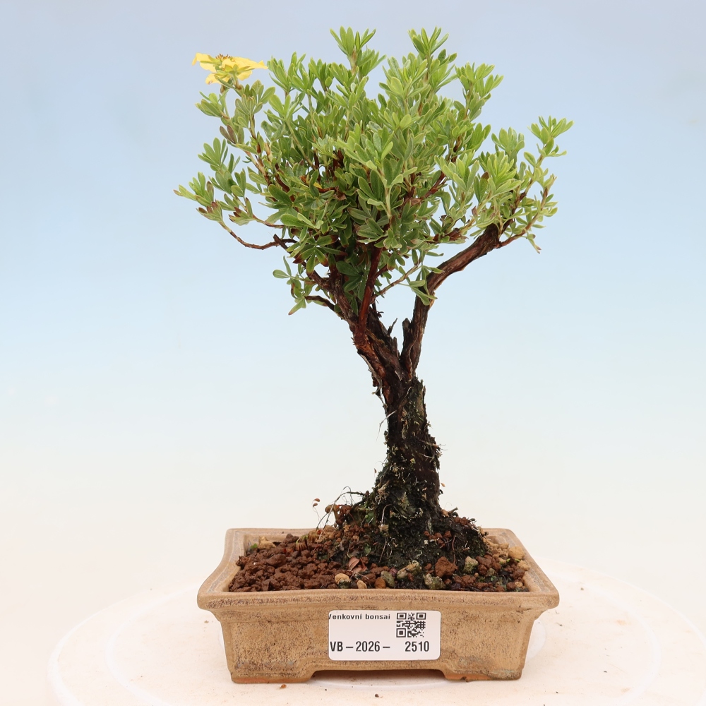 Bonsai da esterno - Potentila fruticosa