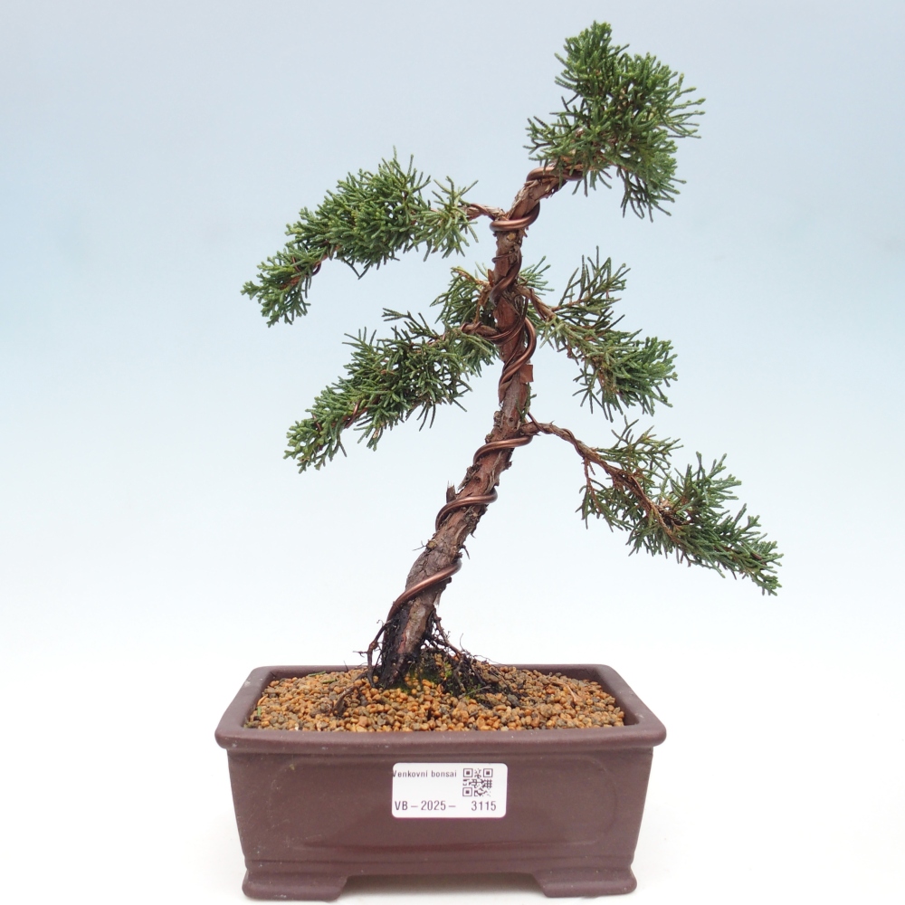Bonsai da esterno - Juniperus chinensis Kishu