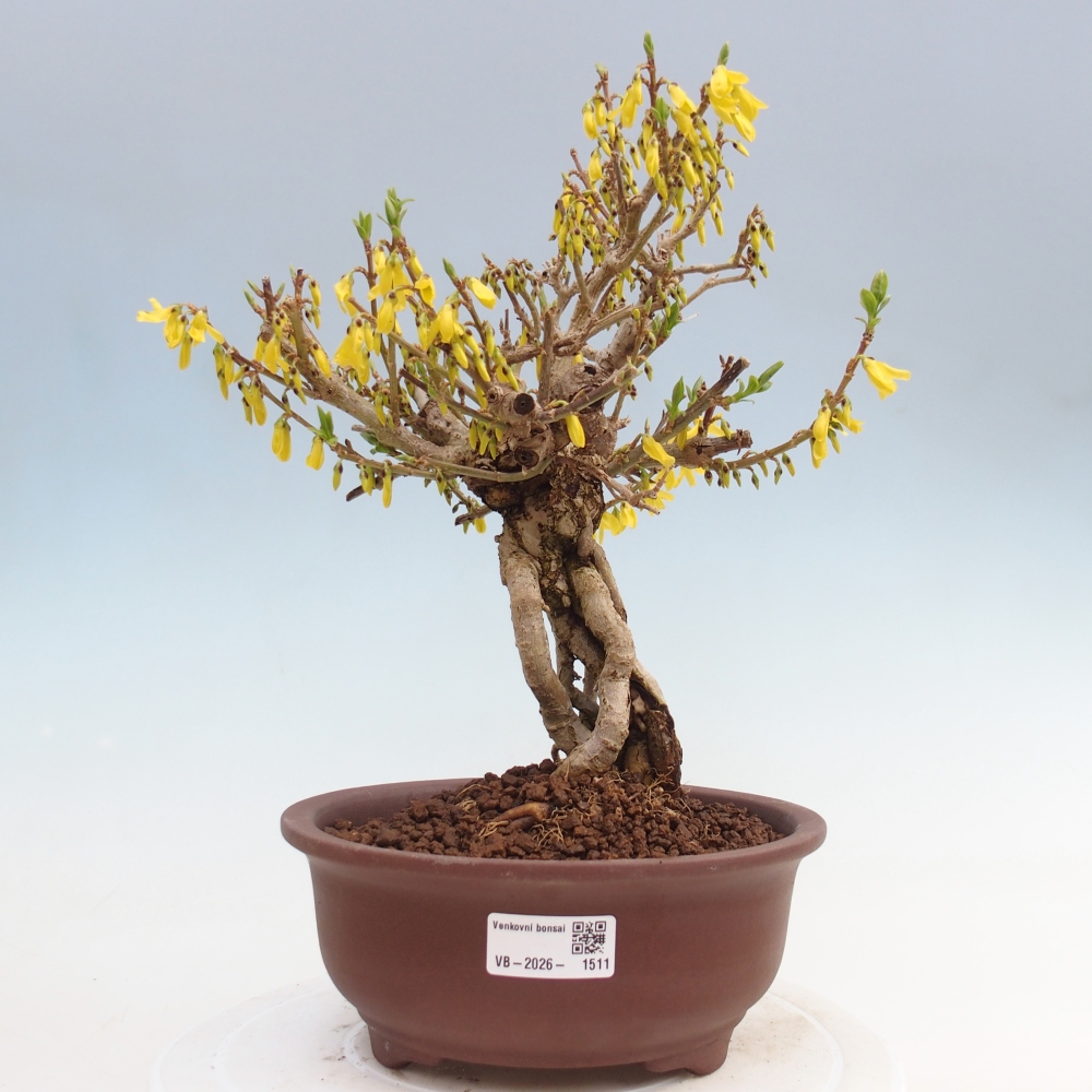 Bonsai da esterno - Zlatice - Forsythia koreana