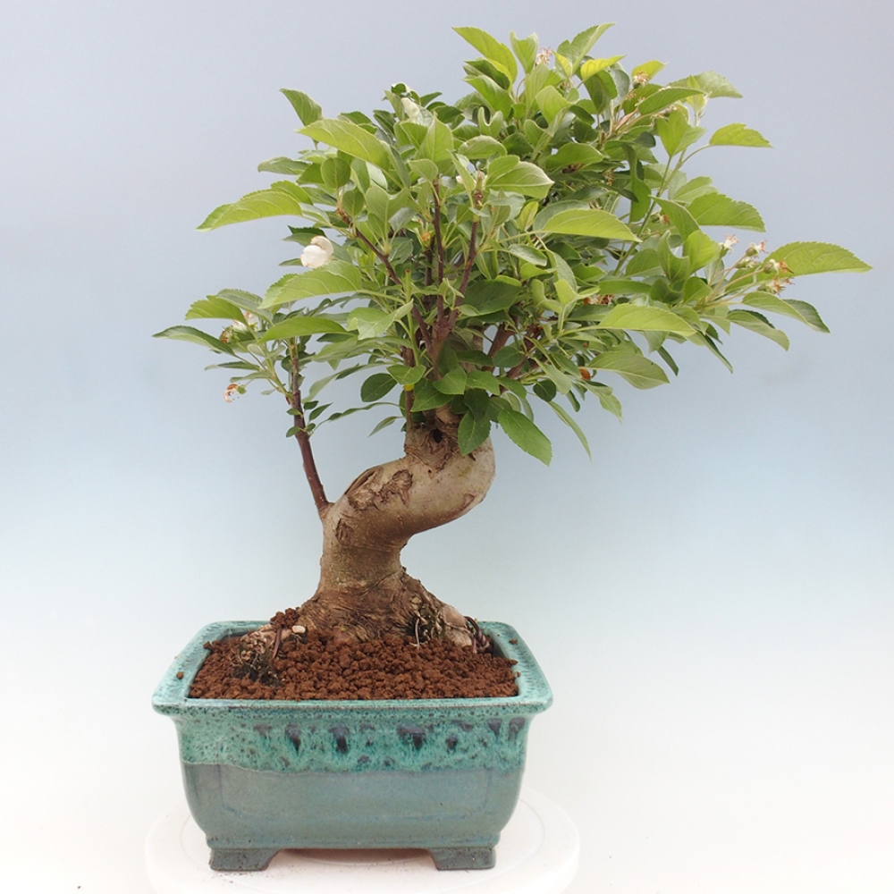 Bonsai da esterno -Malus halliana - Melo a frutto piccolo