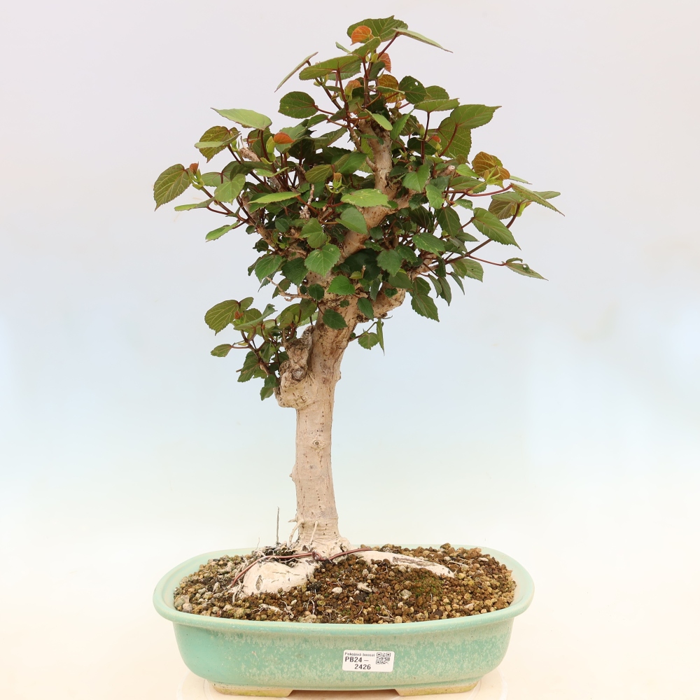Bonsai da interno - Hibiscus tiliaceus - Ibisco marino