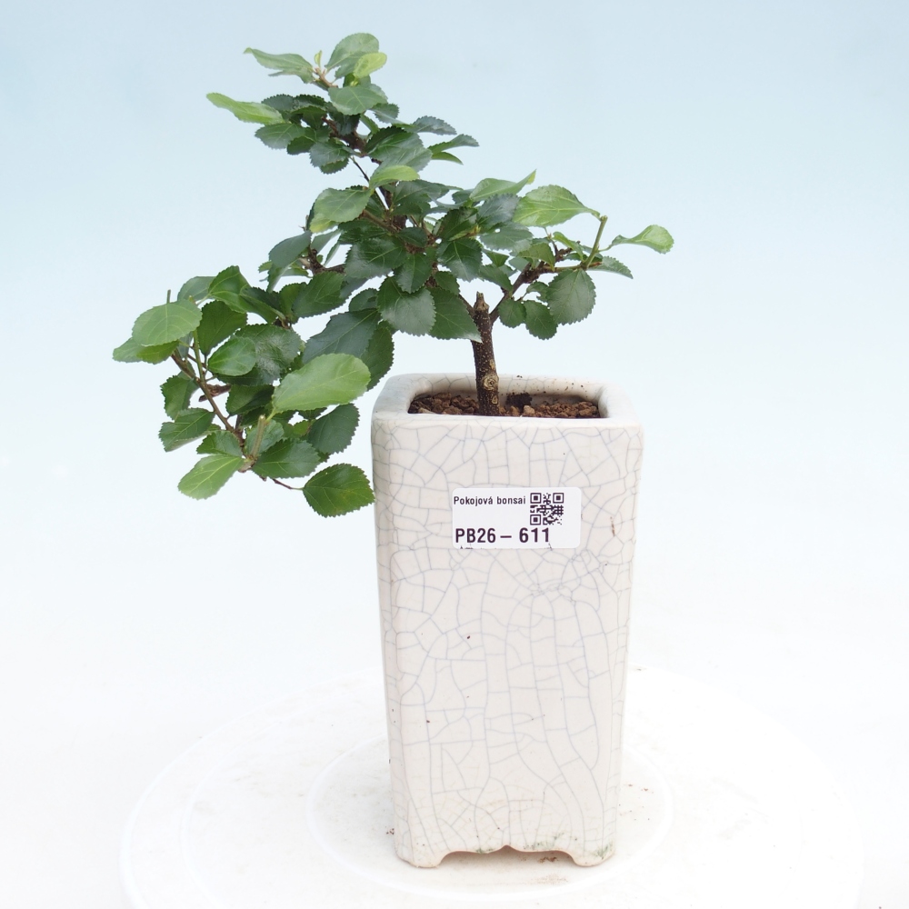 Bonsai da interno - Grewia occidentalis - Stella marina della lavanda