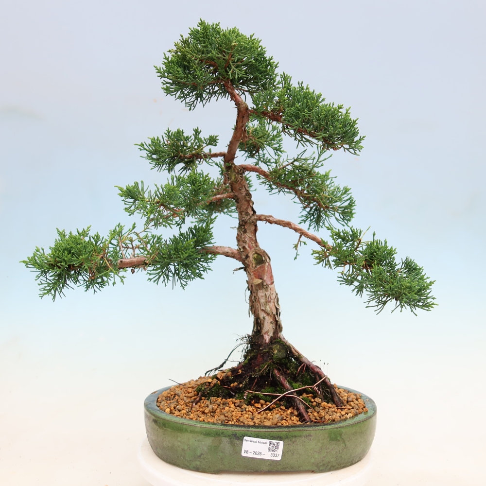 Bonsai da esterno - Juniperus chinensis Kishu