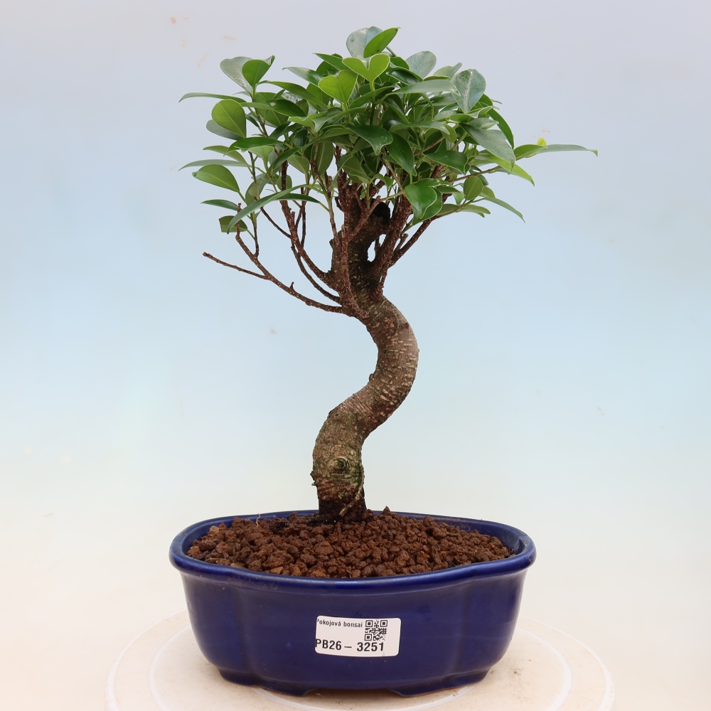 Camera bonsai - Ficus kimmen - ficus a foglie piccole