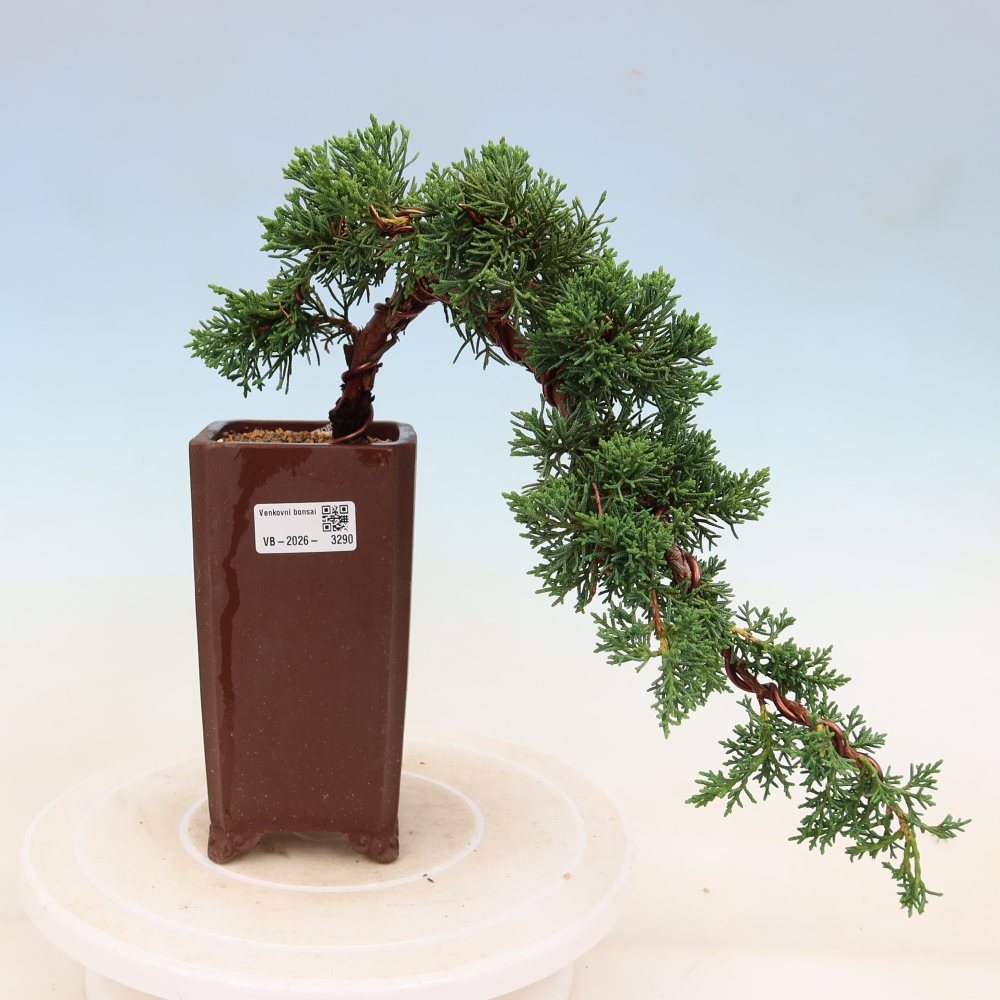 Bonsai da esterno - Juniperus chinensis Kishu