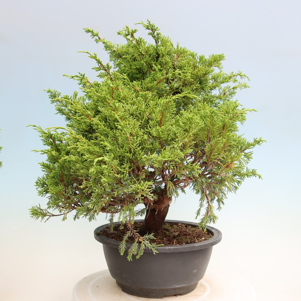 Bonsai da esterno - Juniperus chinensis Itoigawa-Juniperus chinensis