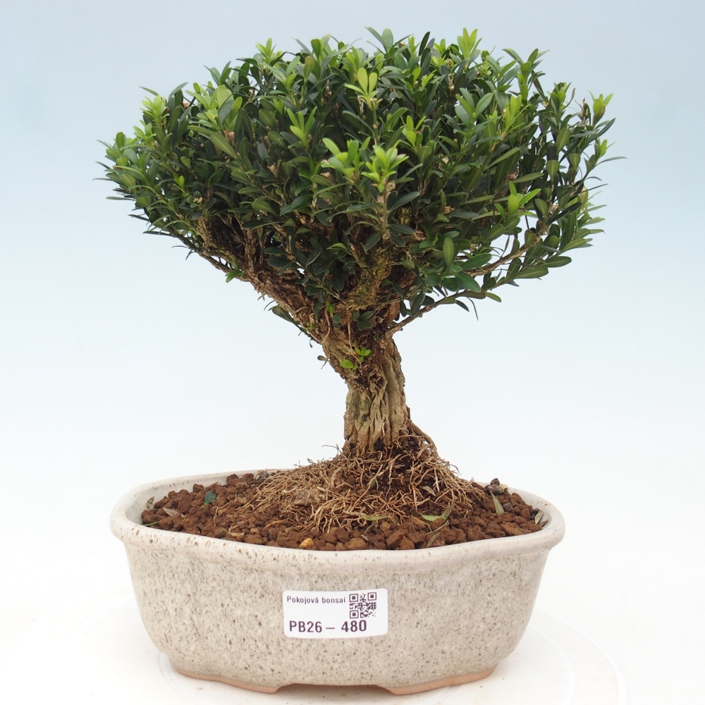 Camera bonsai - Buxus harlandii - buxus da sughero