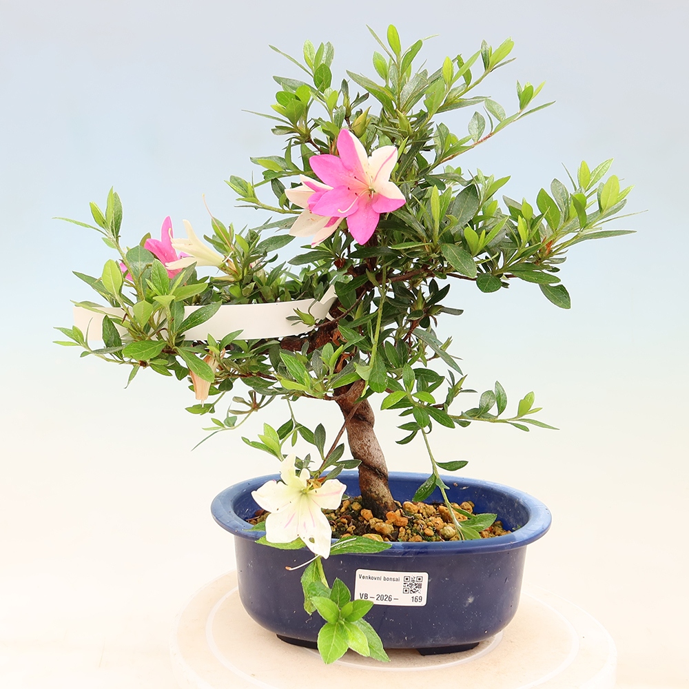 Bonsai da esterno - Azalea giapponese - Azalea a mano