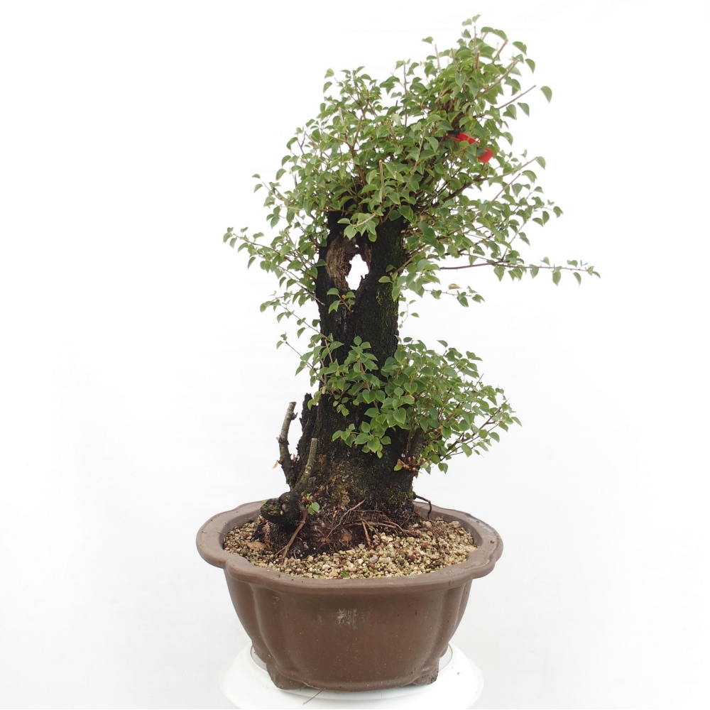 Bonsai da esterno - Mahalebka - Prunus mahaleb