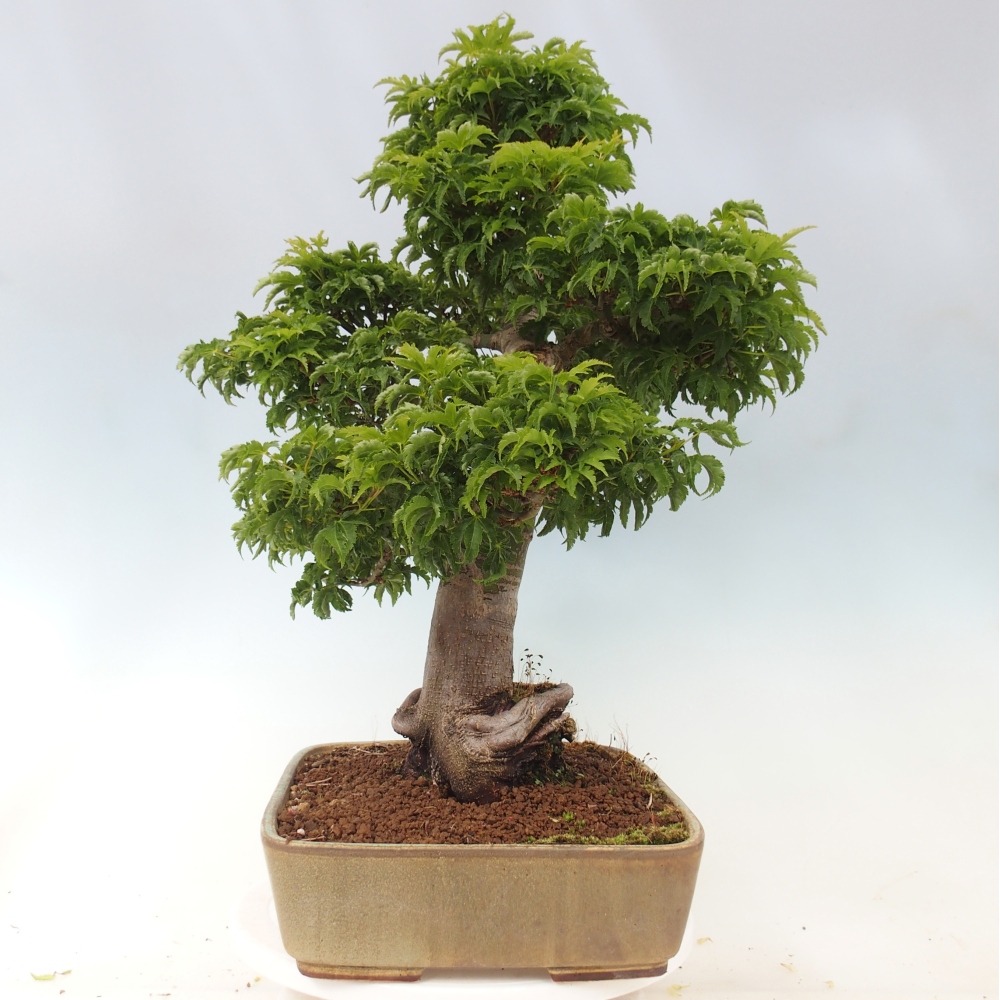 Bonsai da esterno -Palma di Giava Acer palmatum Shishigashira