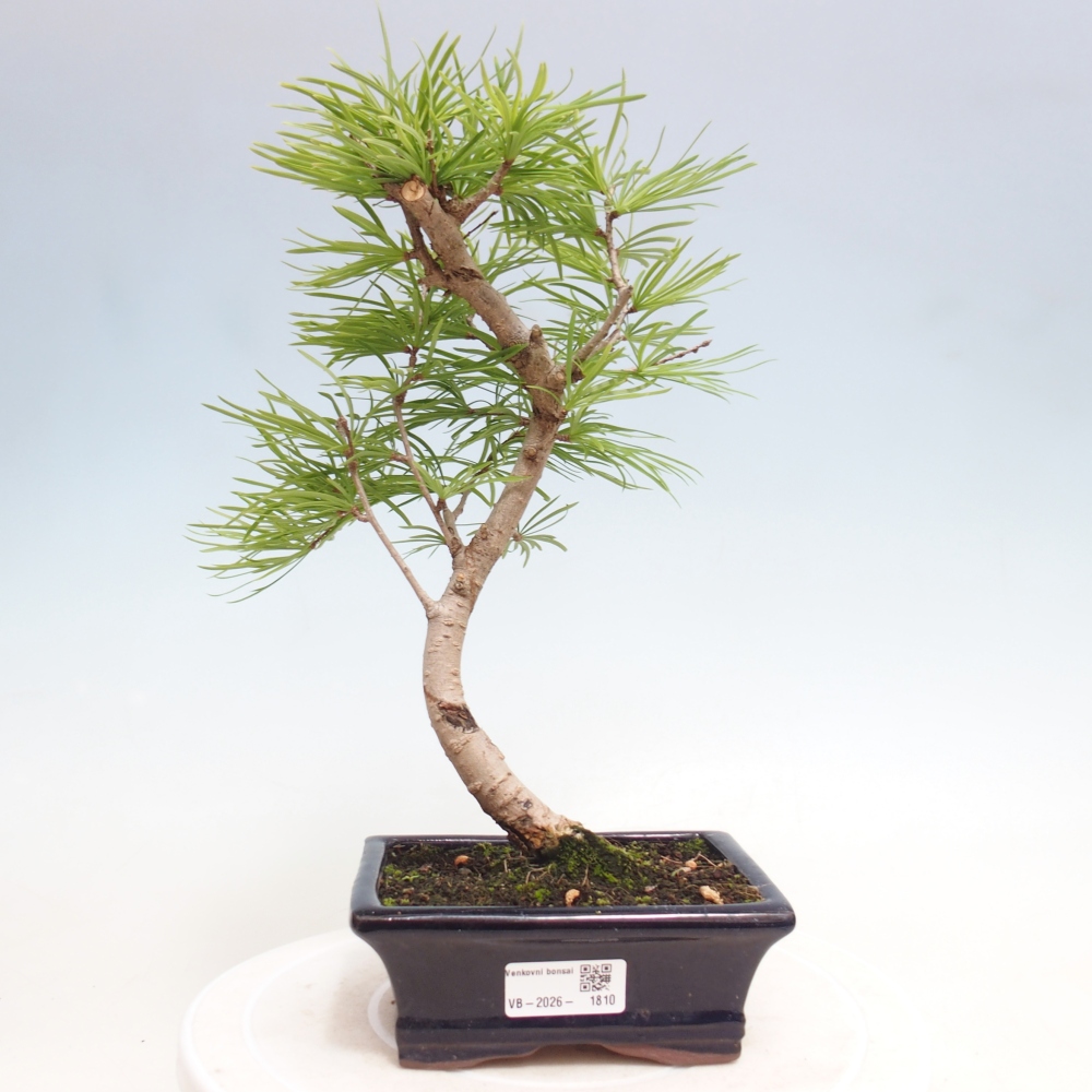 Bonsai da esterno -Pseudolarix amabis-Pseudolarix amabis