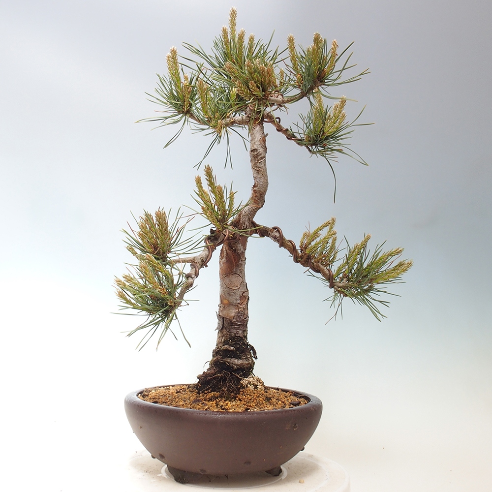Bonsai da esterno - Pinus Sylvestris Watererri - Pino silvestre