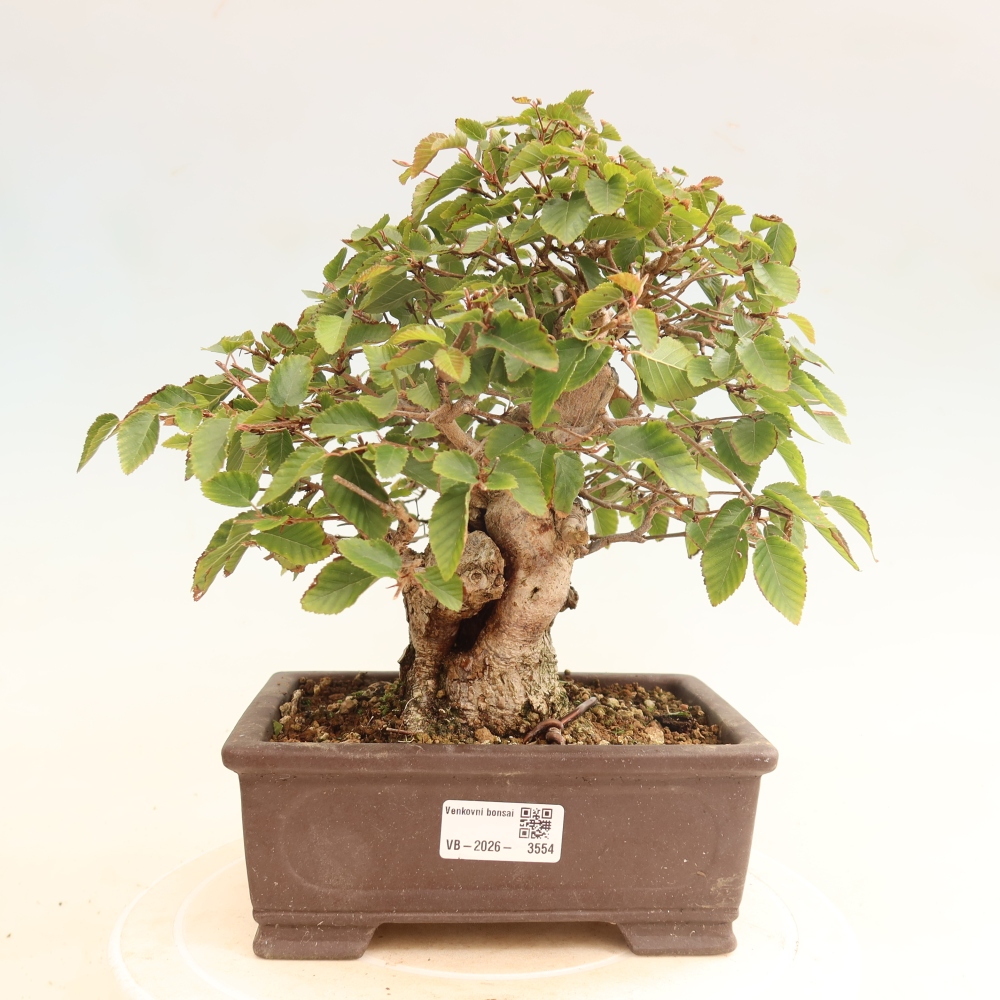 Bonsai da esterno -Carpinus CARPINOIDES - Carpino coreano