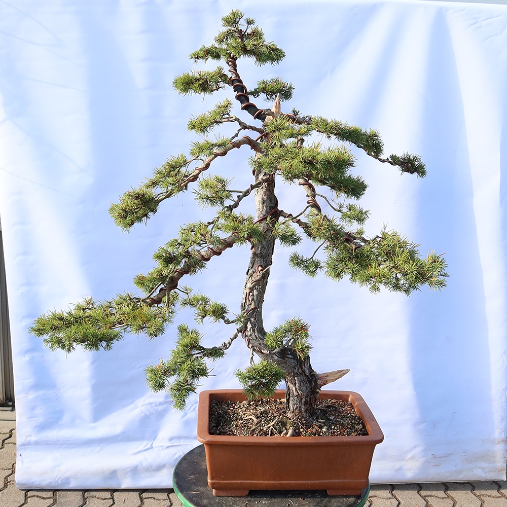 Pinus sylvestris Spagna - pino silvestre