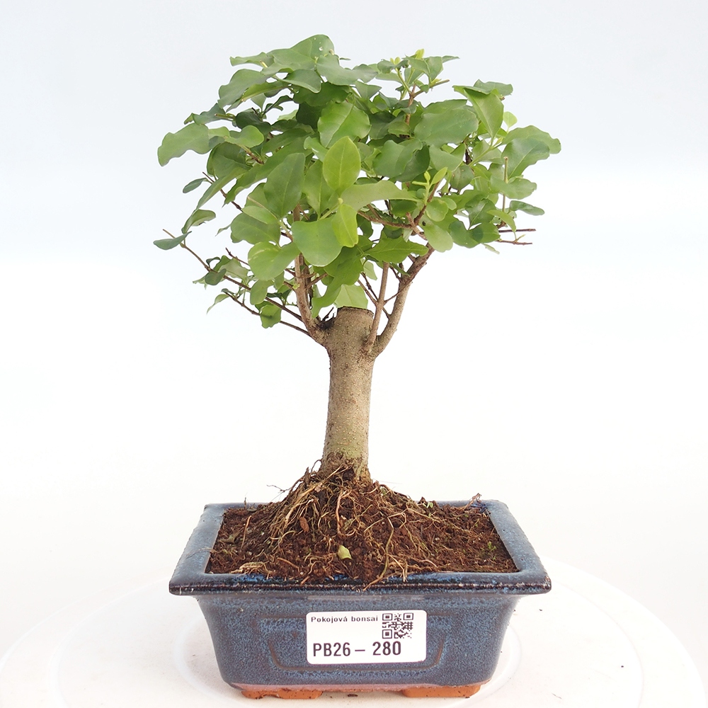 Camera bonsai -Ligustrum chinensis - Becco d'uccello