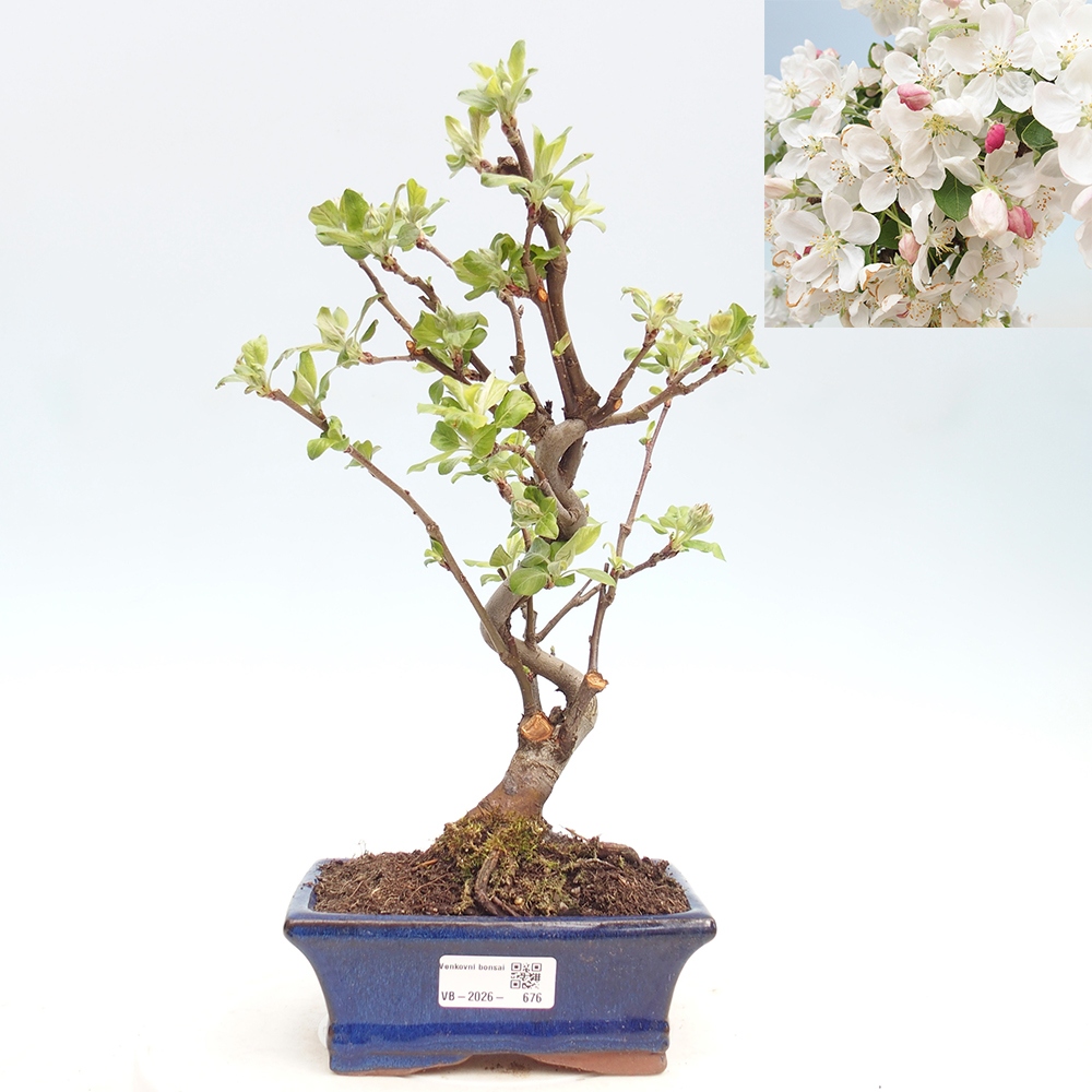 Bonsai da esterno -Malus halliana - Melo a frutto piccolo