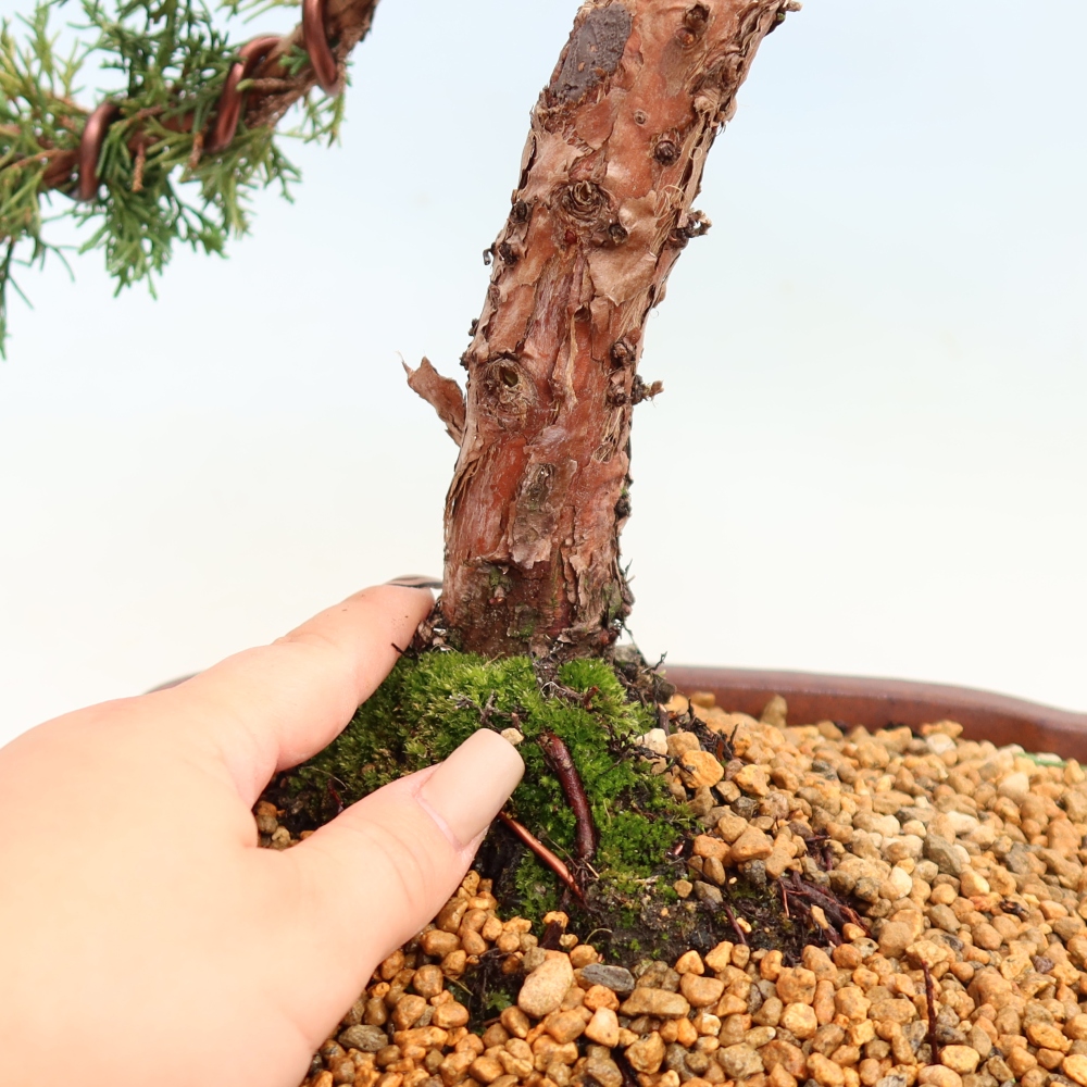 Bonsai da esterno - Juniperus chinensis Kishu
