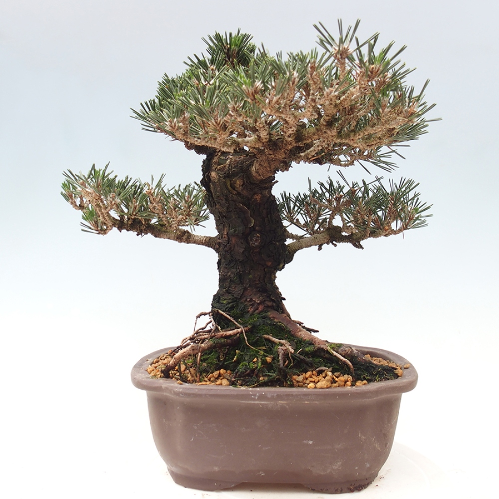 Bonsai da esterno - Pinus thunbergii Kotobuki - Pino di Thunberg