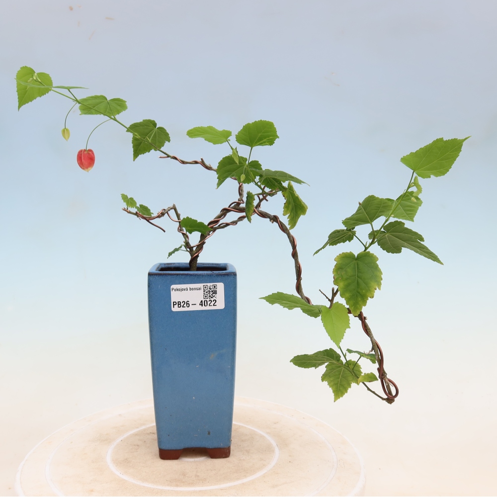 Bonsai da interno - Abutilon Big Bell - Cloudberry