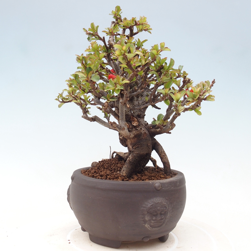 Bonsai da esterno - Chaneomeles speciosa - Cotogno