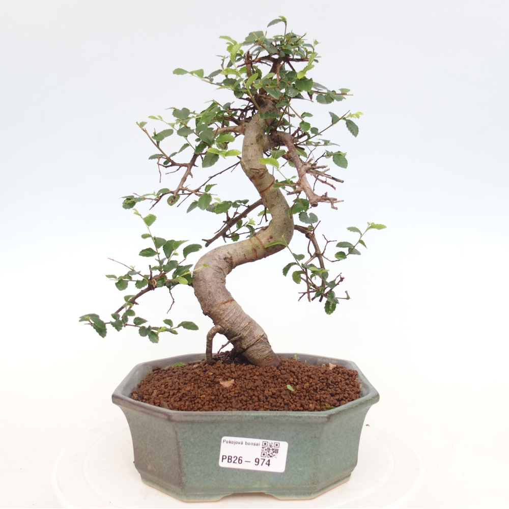 Camera bonsai - Ulmus parvifolia - Olmo a foglie piccole