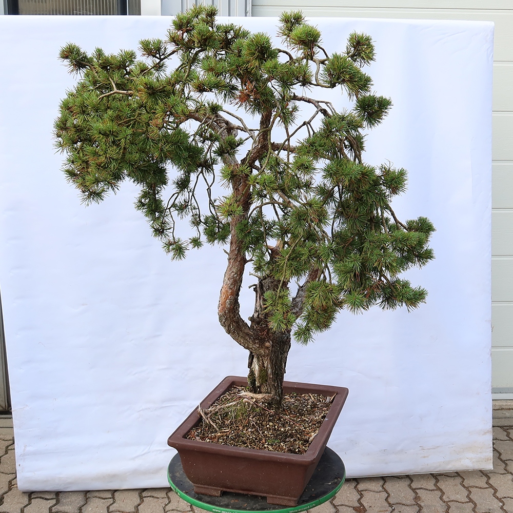Pinus sylvestris Spagna - pino silvestre