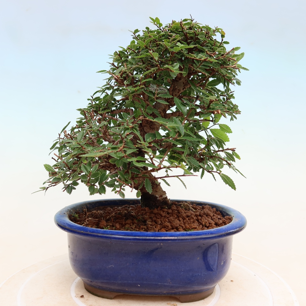 Bonsai da esterno - Zelkova - Zelkova NIRE