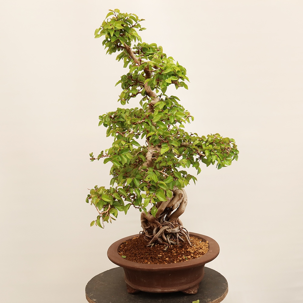 Bonsai da esterno -Carpinus Coreana - Carpino coreano