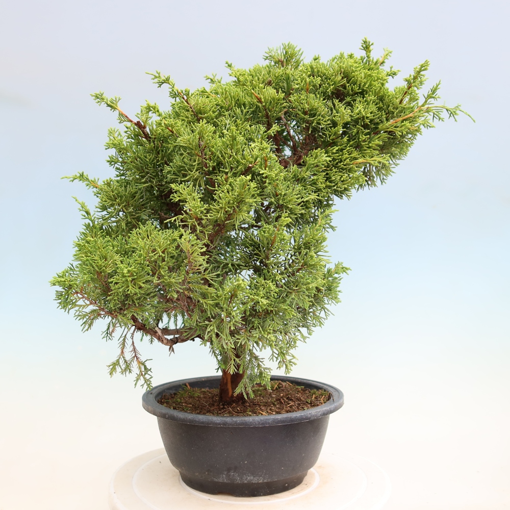 Bonsai da esterno - Juniperus chinensis Itoigawa-Juniperus chinensis