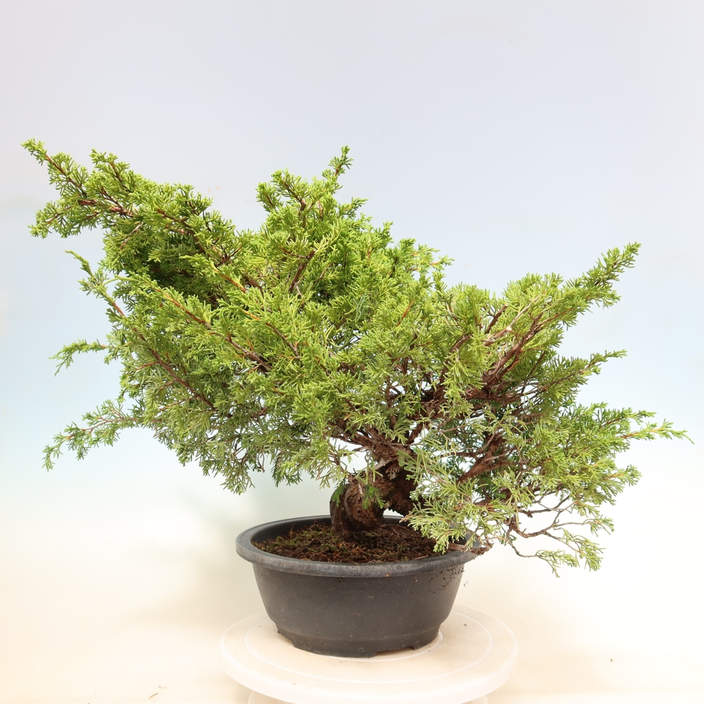 Bonsai da esterno - Juniperus chinensis Itoigawa-Juniperus chinensis