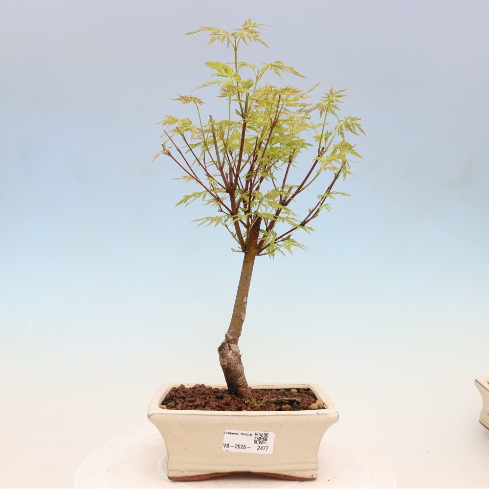 Bonsai da esterno - Acer palmatum Dissectum