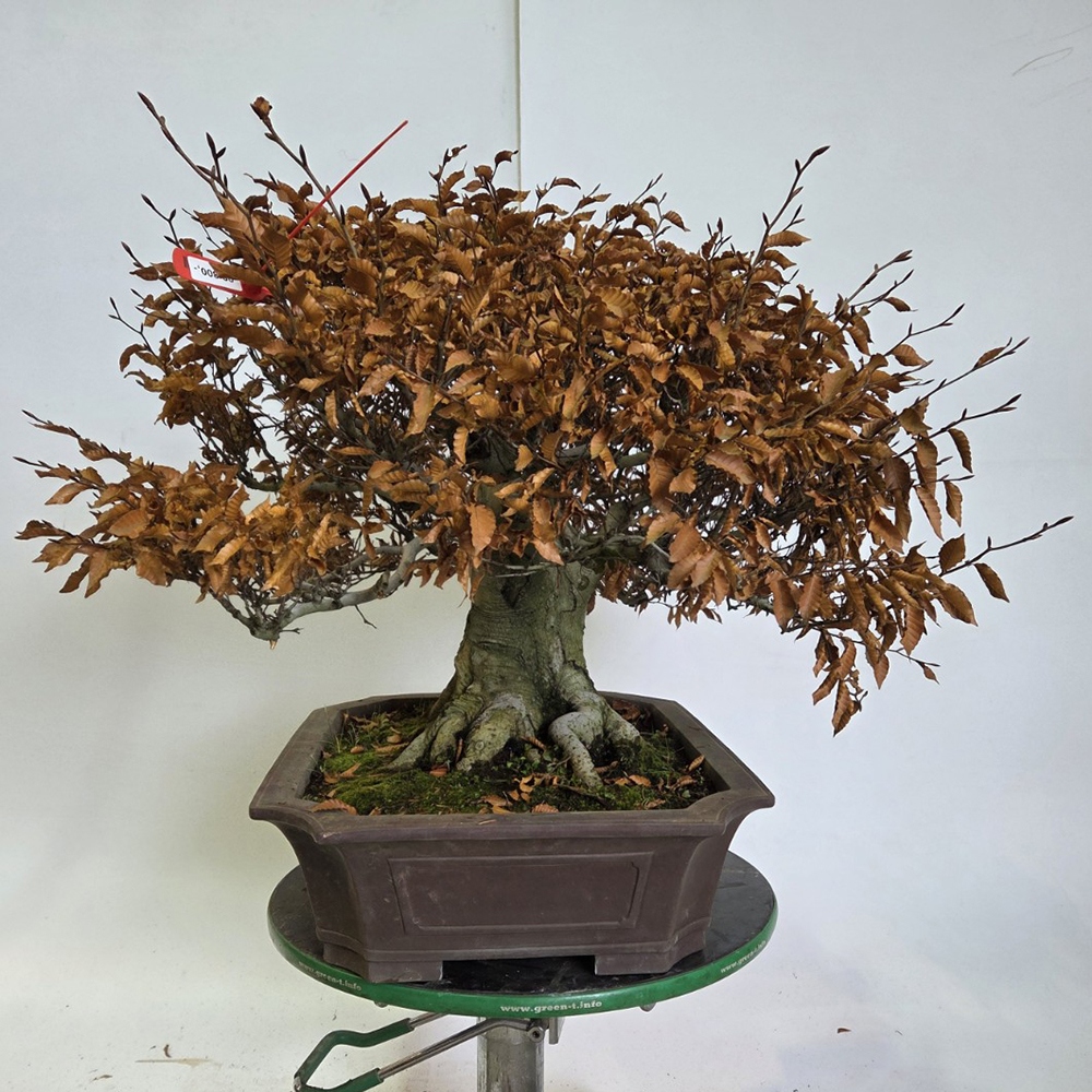 Bonsai da esterno - Fagus crenata