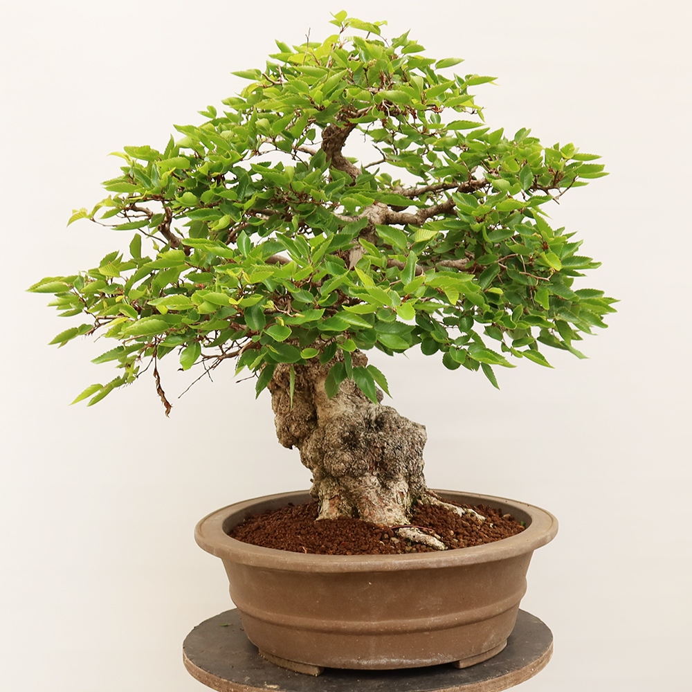Bonsai da esterno -Carpinus Coreana - Carpino coreano