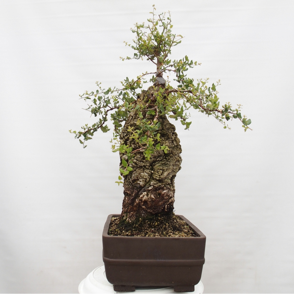 bonsai da esterno Quercus suber - Quercia da sughero