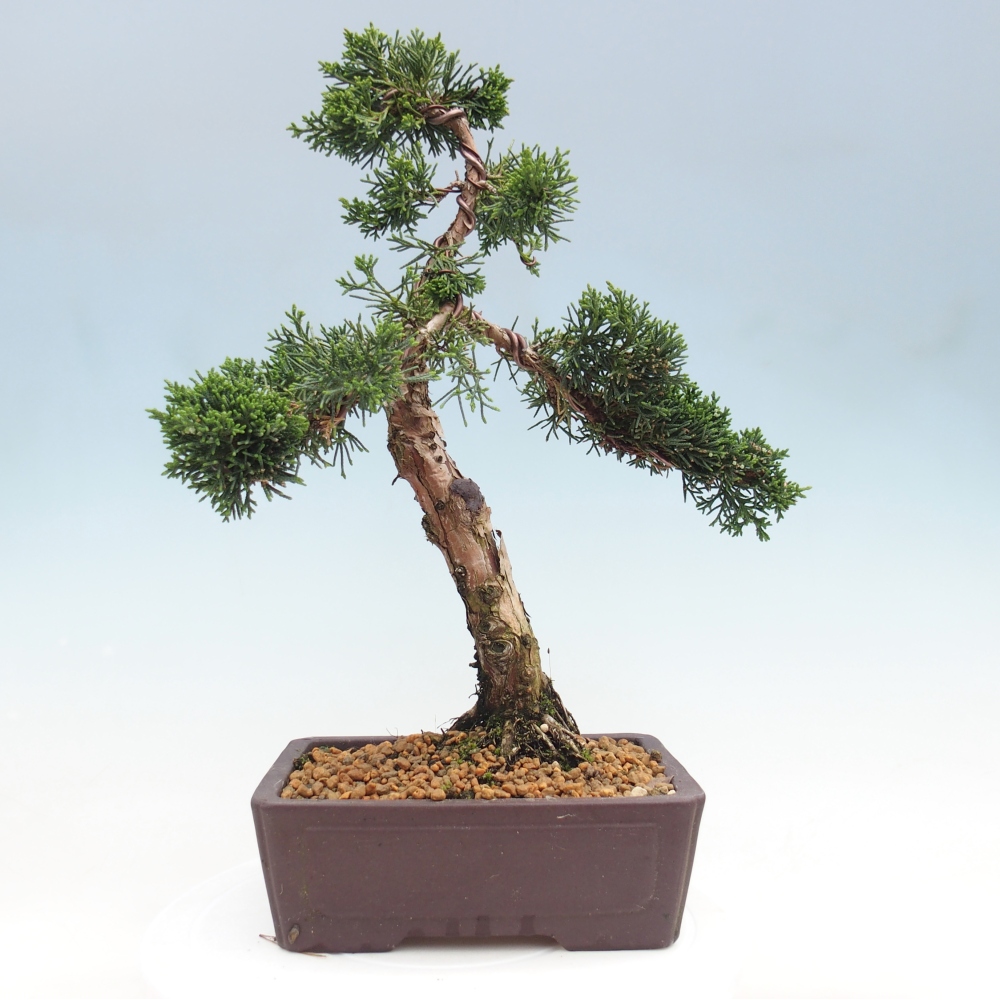 Bonsai da esterno - Juniperus chinensis Kishu