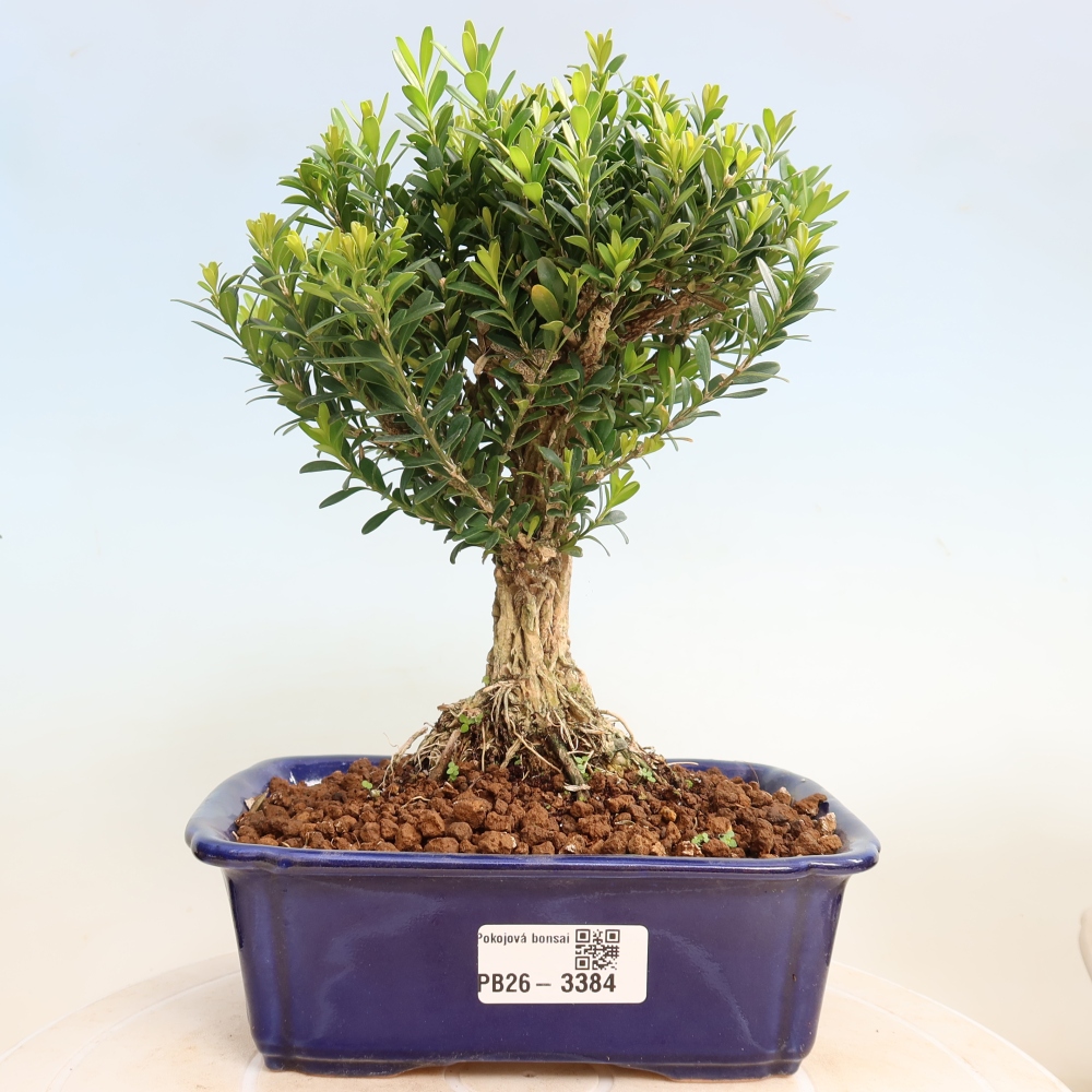 Camera bonsai - Buxus harlandii - buxus da sughero
