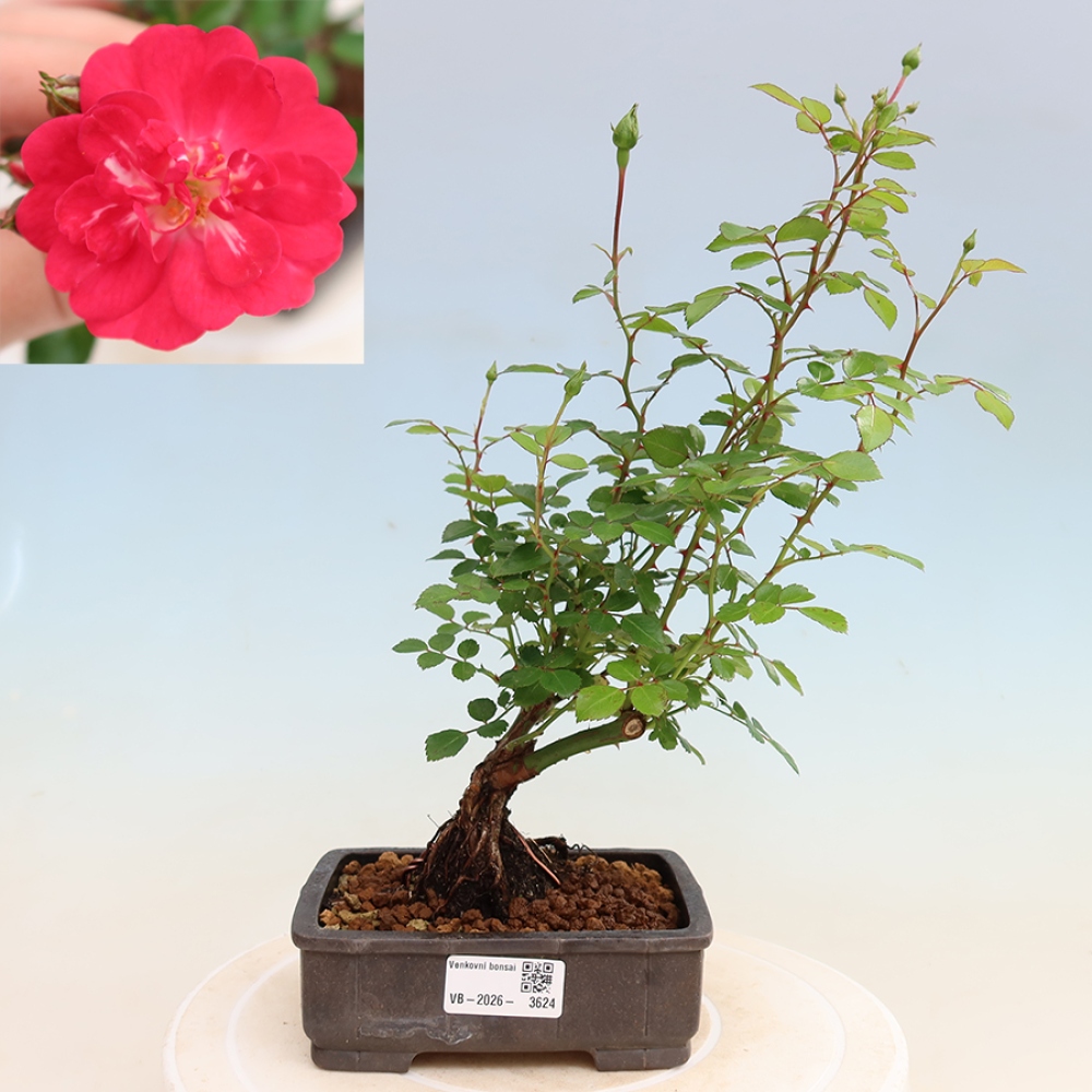 Bonsai da esterno - Rosa Kordes - rosa