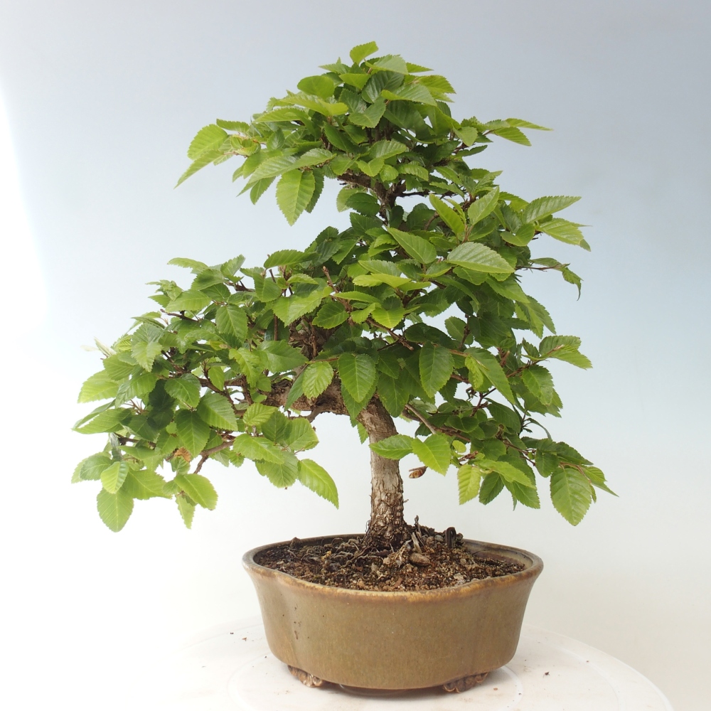 Bonsai da esterno -Carpinus CARPINOIDES - Carpino coreano