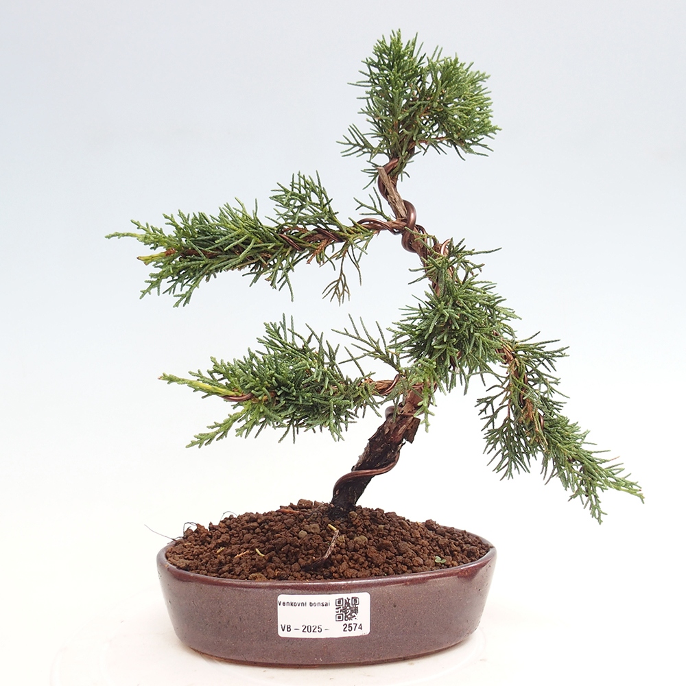Bonsai da esterno - Juniperus chinensis Kishu